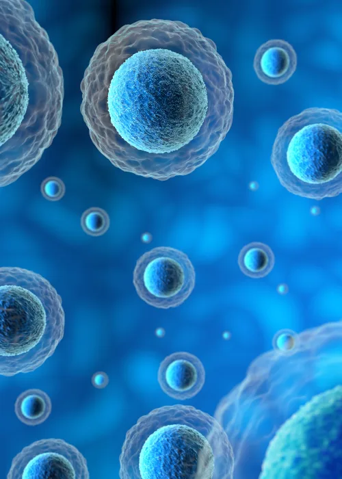 Mesenchymal Cell Transplant